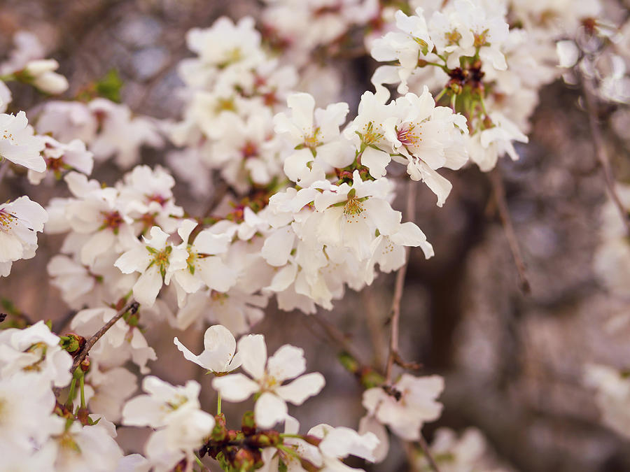 Weeping Higan Cherry Blossoms Photograph