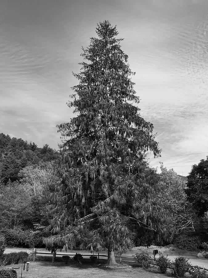 Black And White Photograph - Weeping Pine by Mike McGlothlen