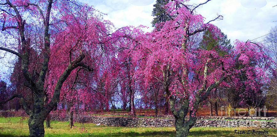 Weeping Red Bud Trees Photograph by Rita Brown