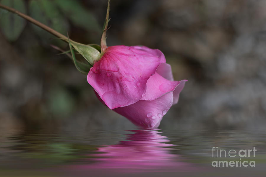 Weeping Rose Photograph by Elaine Teague