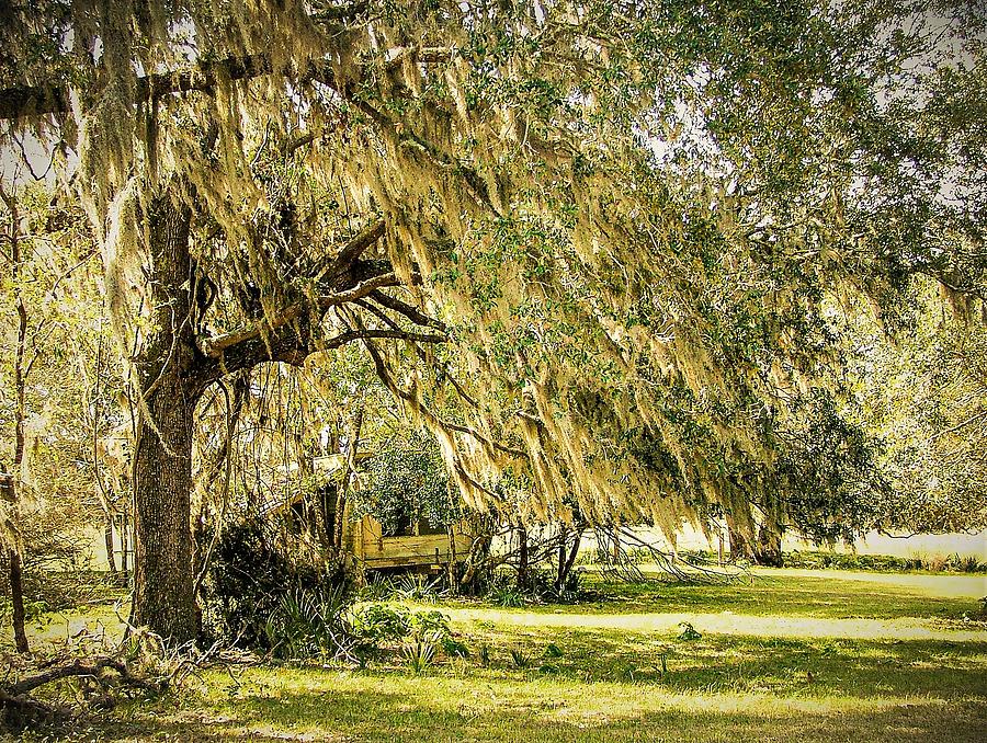 Weeping Tree1 Photograph by John Linnemeyer