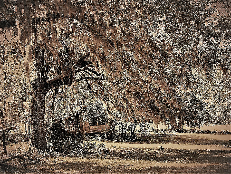 Weeping Tree2 Photograph by John Linnemeyer