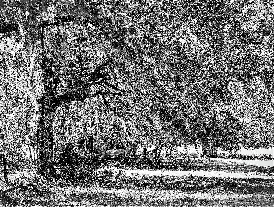 Weeping Tree3 Photograph by John Linnemeyer