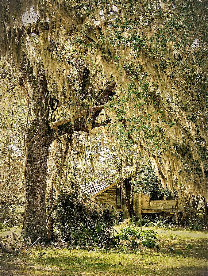 Weeping Tree5 Photograph by John Linnemeyer