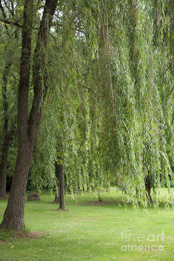 Weeping Willow Photograph by Cornelia DeDona