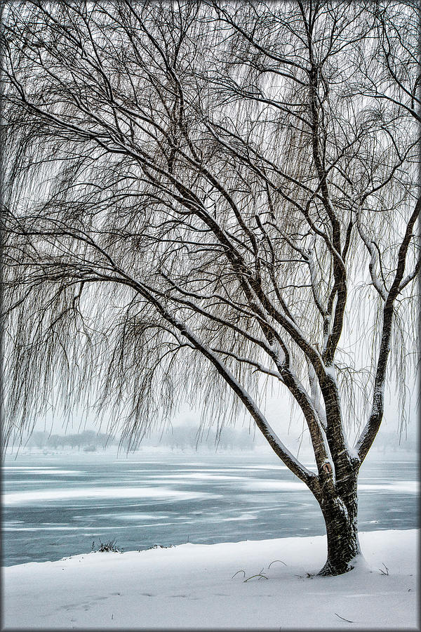 Weeping Willow Photograph by Erika Fawcett