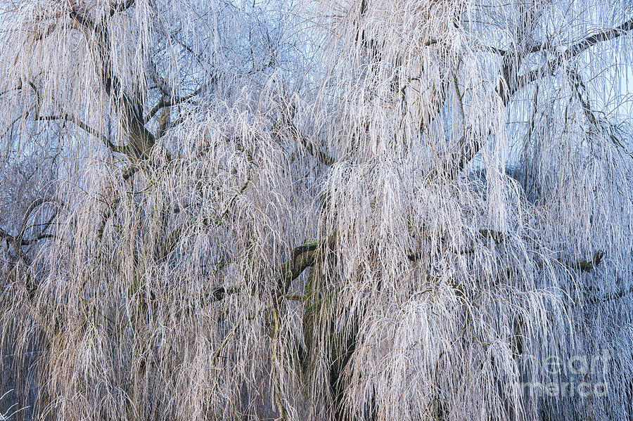 Weeping Willow in a Hoar Frost Photograph by Tim Gainey