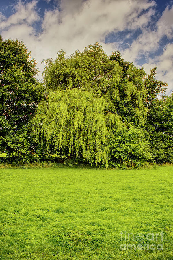 Weeping Willow In Alkington Woods, Middleton, Manchester, Uk Photograph