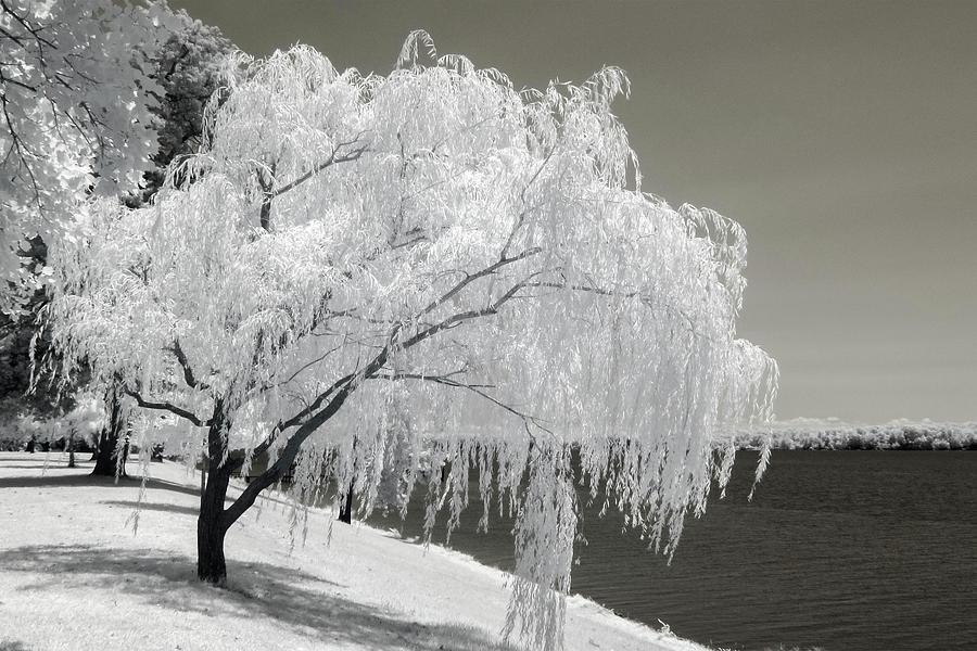 Weeping Willow in Infrared Photograph by Liza Eckardt