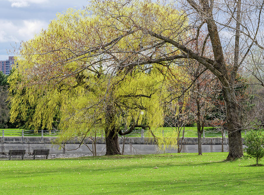 Weeping willow in spring beside the Rideau Canal. Photograph by Rob Huntley