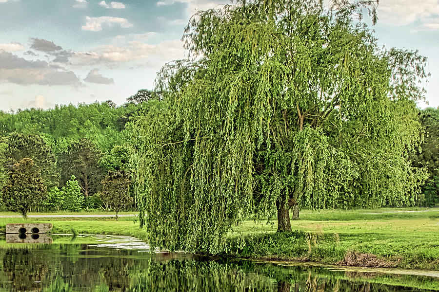 Weeping Willow Photograph by Jerry Gammon