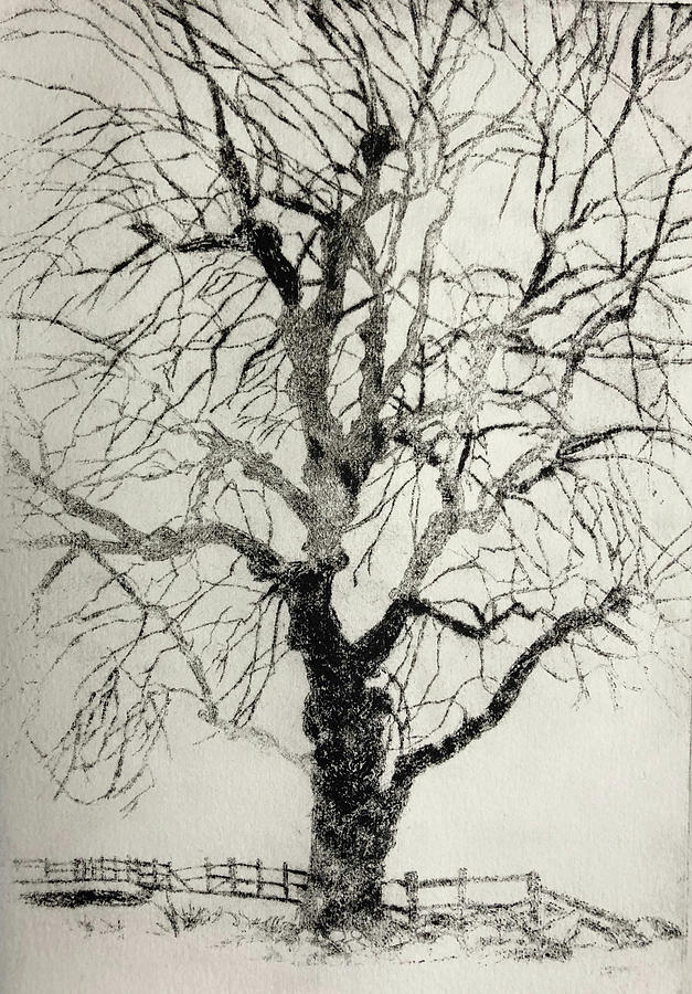 Weeping Willow Drawing by Marjorie Hart - Fine Art America