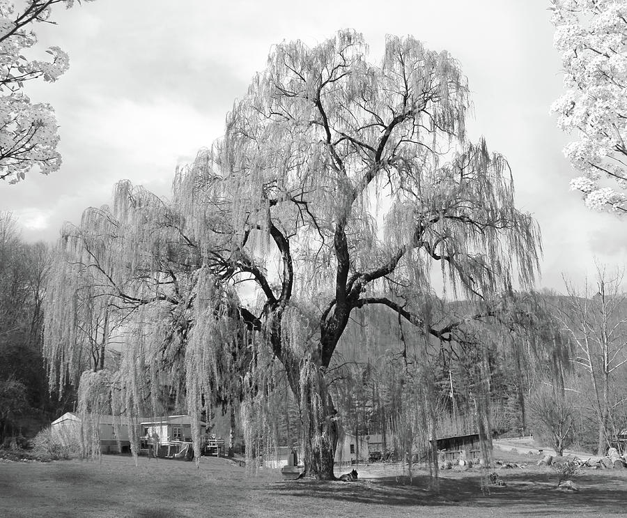 Weeping Willow Photograph by Mike McGlothlen