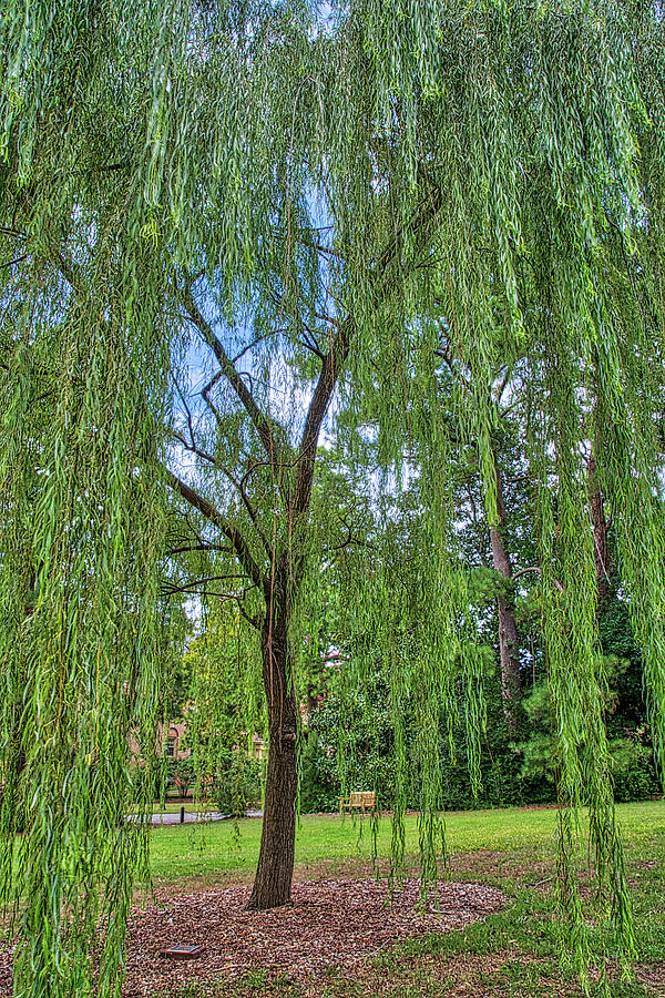 Weeping Willow On Campus Photograph