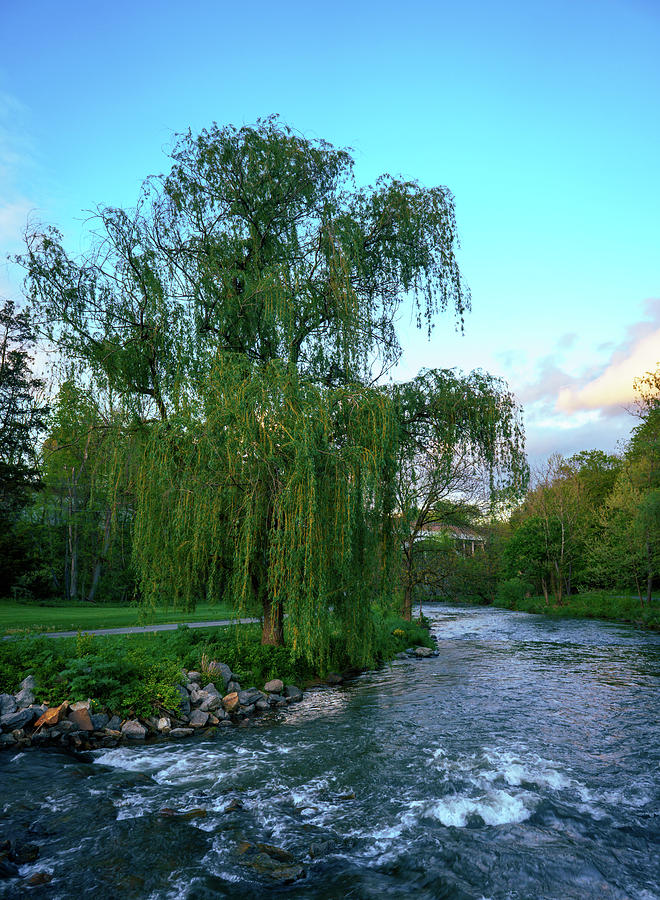 Weeping Willow Over the Little Lehigh Photograph by Jason Fink