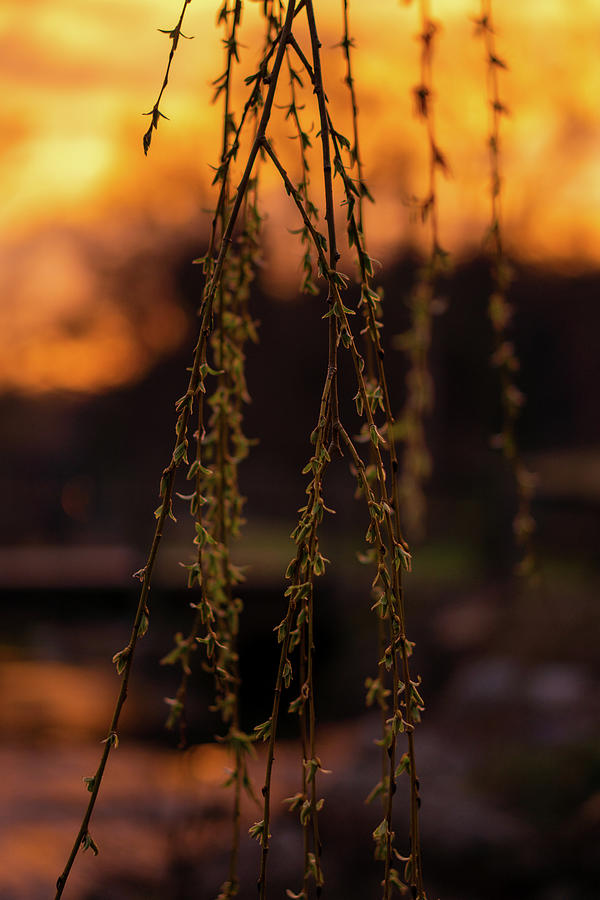 Weeping Willow Sunset Photograph by Jason Fink