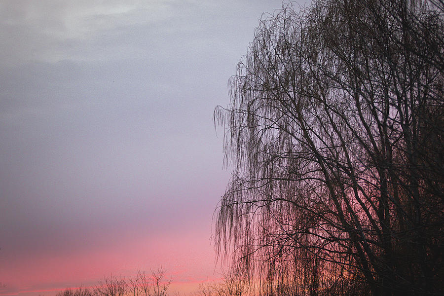 Weeping Willow Sunset Photograph by Joni Eskridge