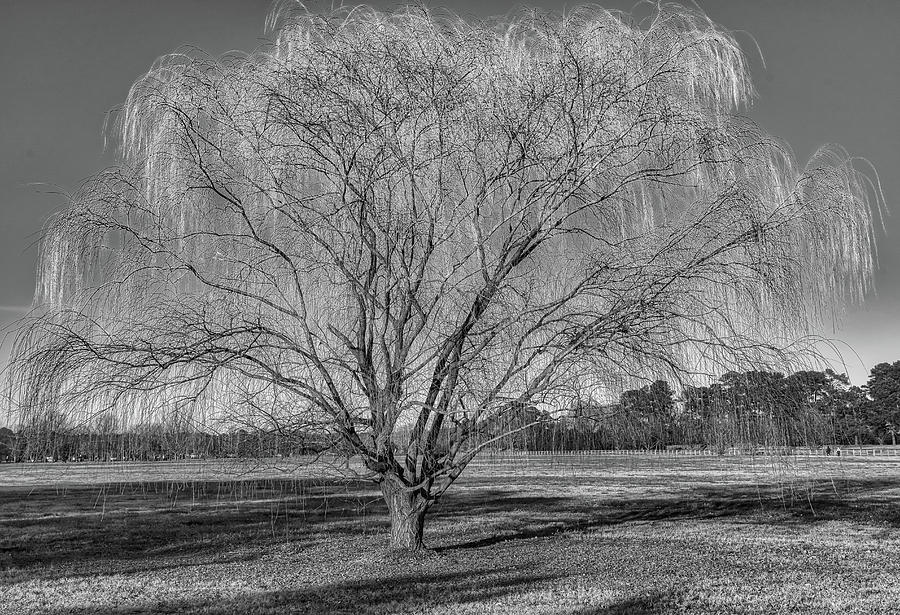 Weeping Willow Tree Photograph by Jerry Gammon