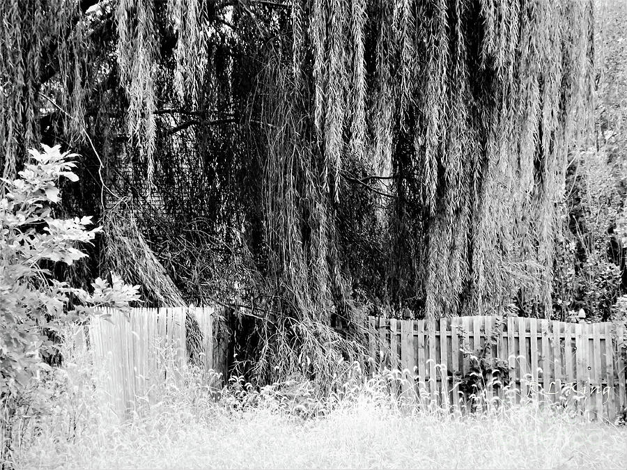 Weeping Willow Tree Photograph by Robyn King