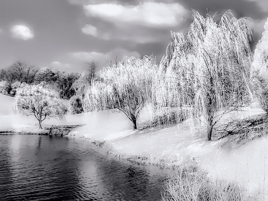 Weeping Willows in the Snow bw Photograph by Dan Carmichael