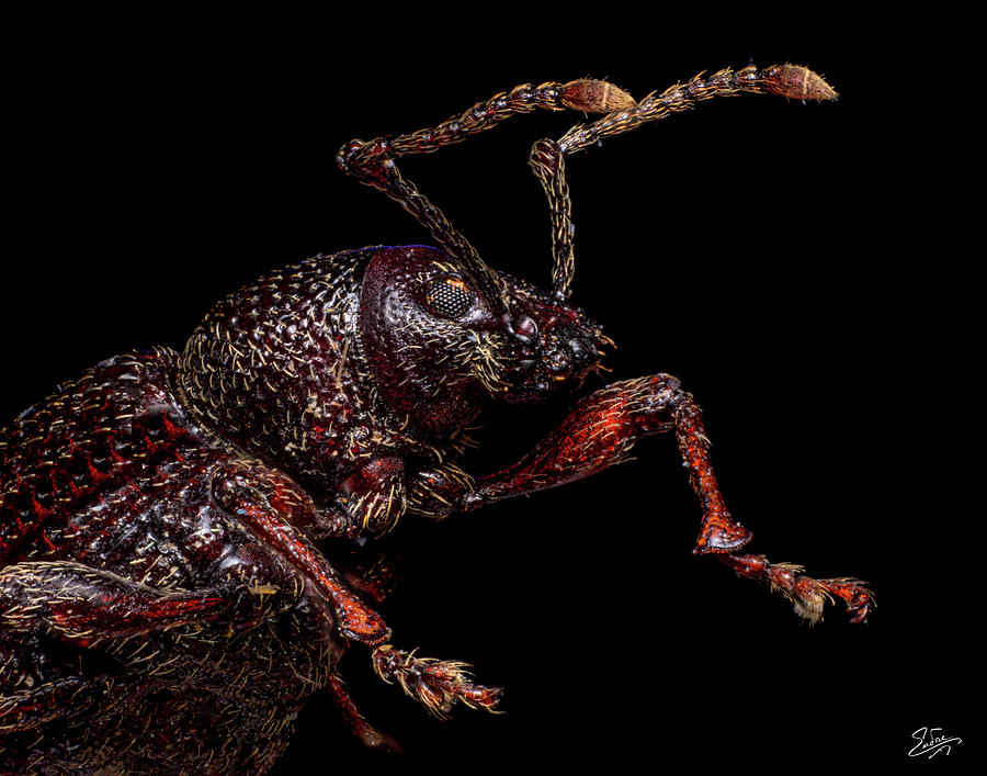 Weevil Photograph by Endre Balogh