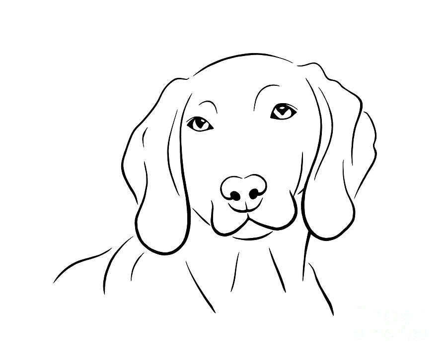 Weimaraner Dog Line Drawing Drawing by LJ Knight - Fine Art America