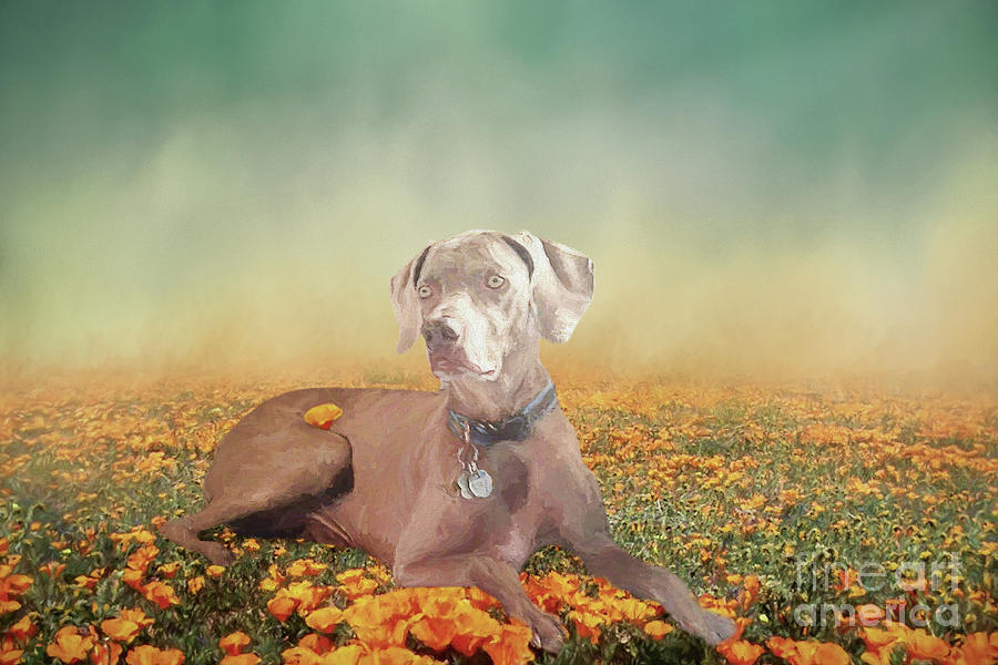 Dog Mixed Media - Weimaraner in Paradise by Elisabeth Lucas