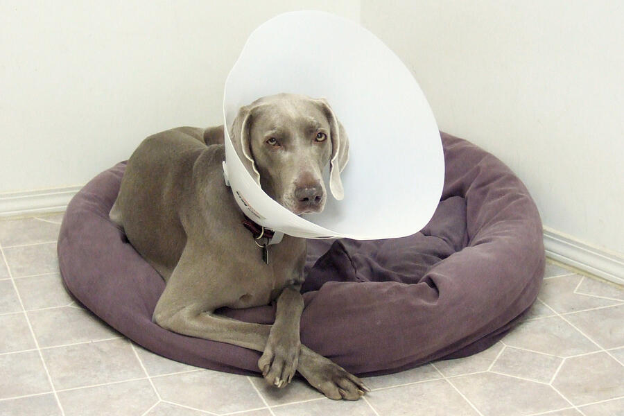Weimaraner on dog bed with cone Photograph by Back in the Pack dog portraits