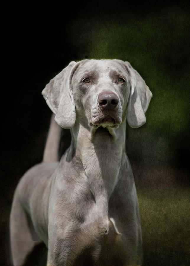 Weimaraner Portrait Photograph by Diana Andersen