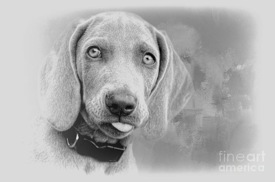 Black And White Photograph - Weimaraner Puppy BW by Elisabeth Lucas