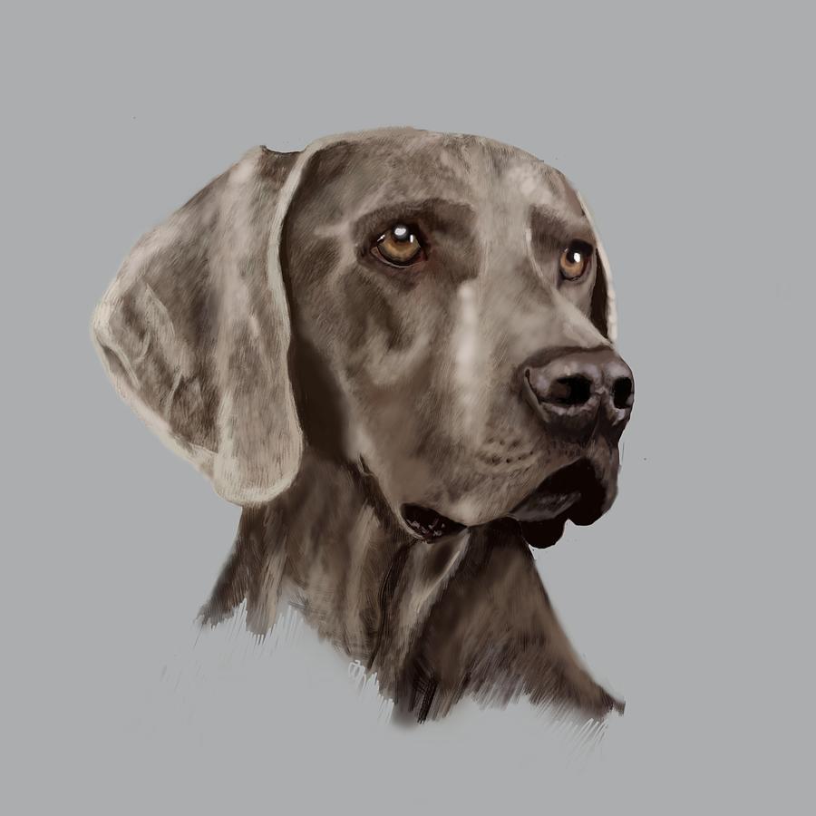 Weimaraner Study Digital Art by Victoria Newton - Fine Art America