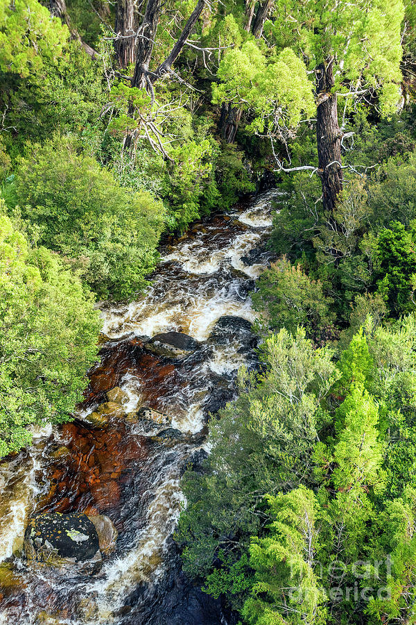 Weindorfers Forest, Cradle Mountain, Tasmania, Australia #3 Photograph by Elaine Teague