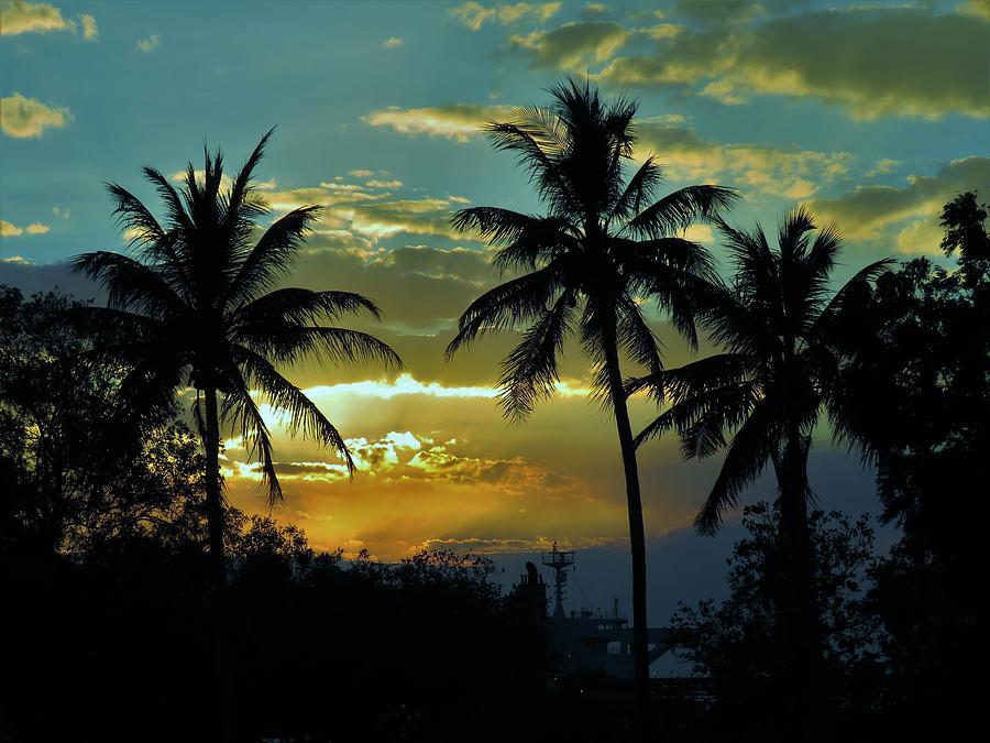 Weipa Sunset Tropical Coconut Palms Silhouettes At Sun Down Photograph by Joan Stratton