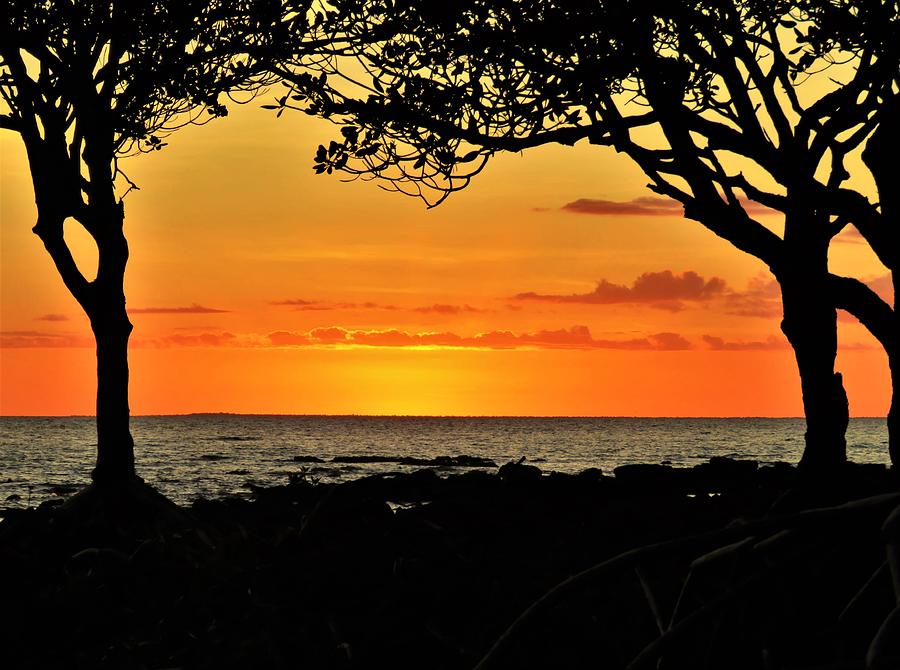 Weipa Tropical Orange Sunset And Mangrove Tree Silhouettes Photograph by Joan Stratton