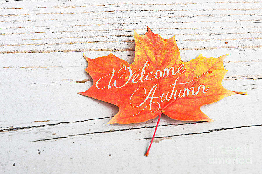 Welcome Autumn Maple Leaf Art Photograph