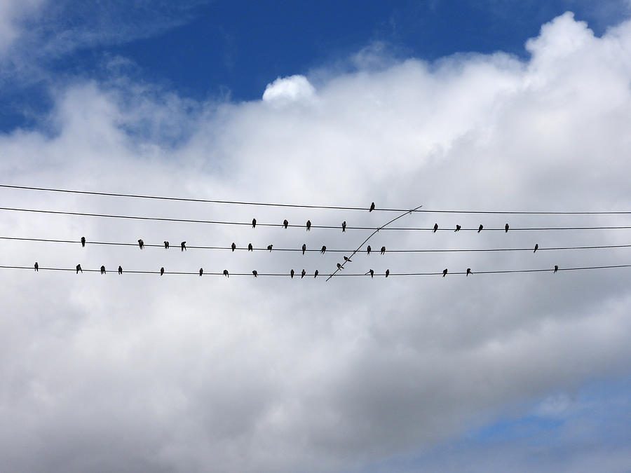 Welcome Sparrows on Overhead Power Lines Photograph by Chris B - Fine ...