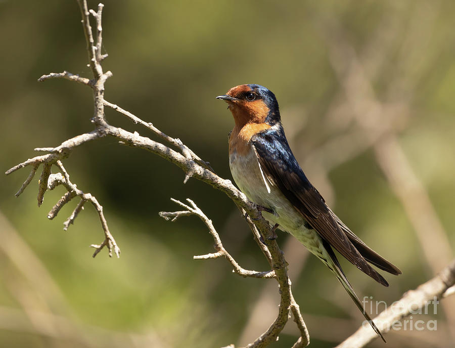 Wildlife Photograph - Welcome Swallow by Eva Lechner