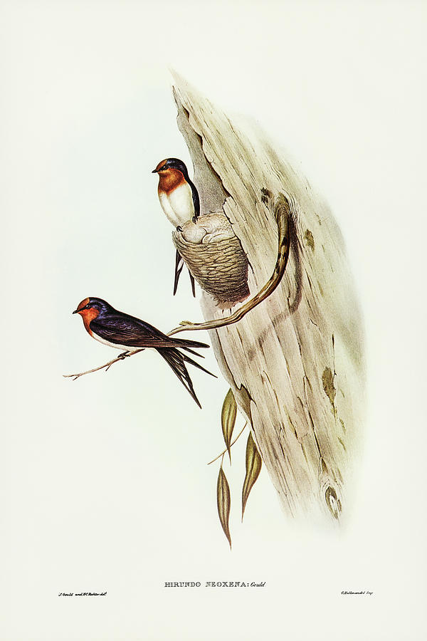 John Gould Drawing - Welcome Swallow, Hirundo neoxena by John Gould
