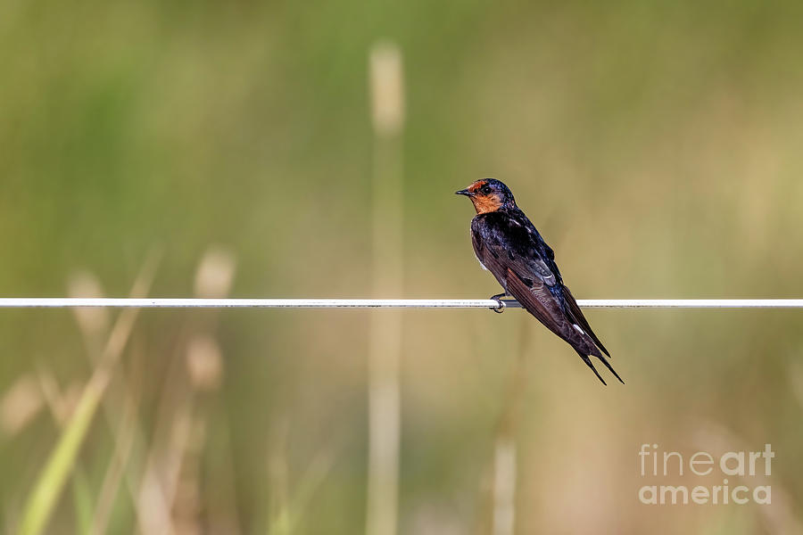 Welcome swallow, Hirundo neoxena, perched on a wire fence at Tam Photograph by Jane Rix