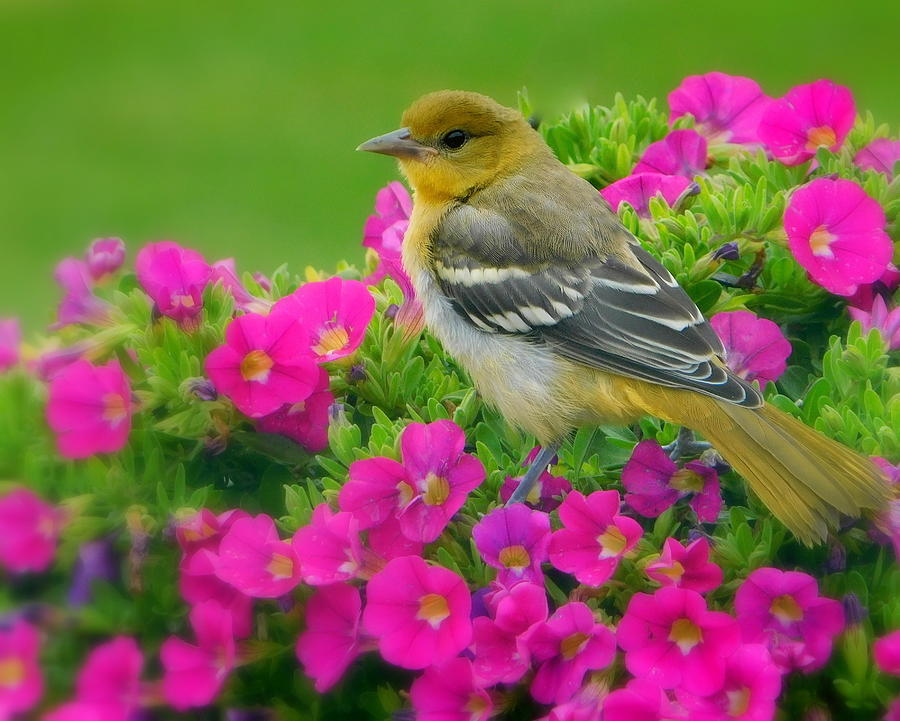 Welcome to Baltimore Photograph by Karen Cook - Fine Art America