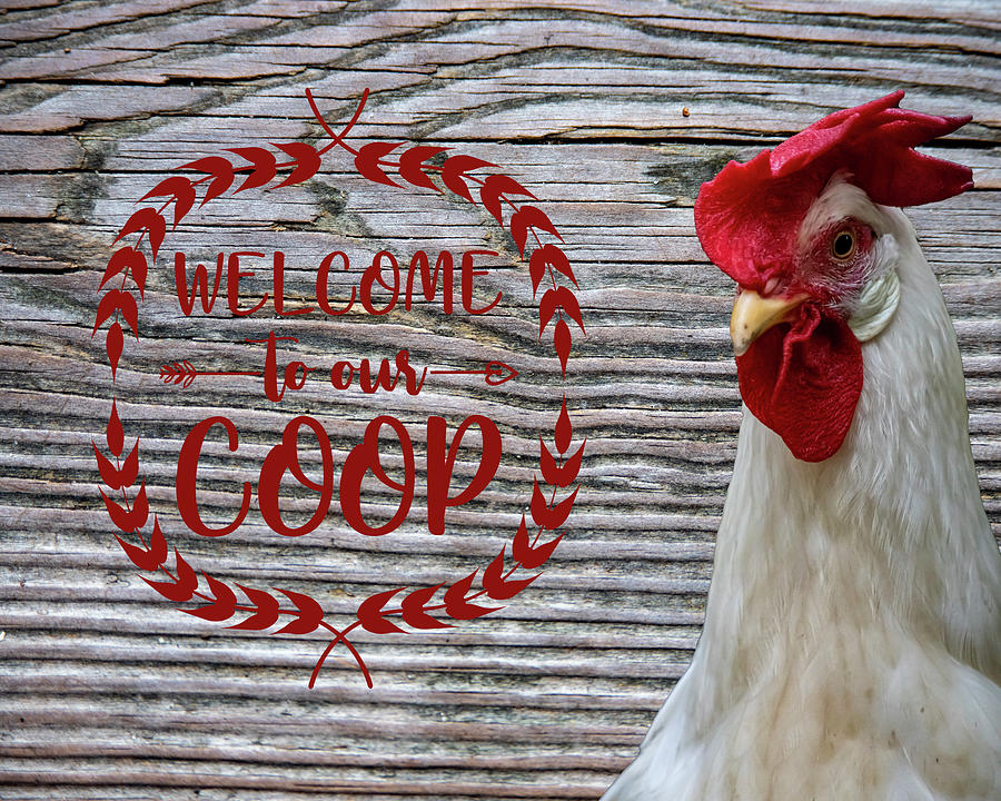 Welcome To Our Coop Photograph by Cathy Kovarik