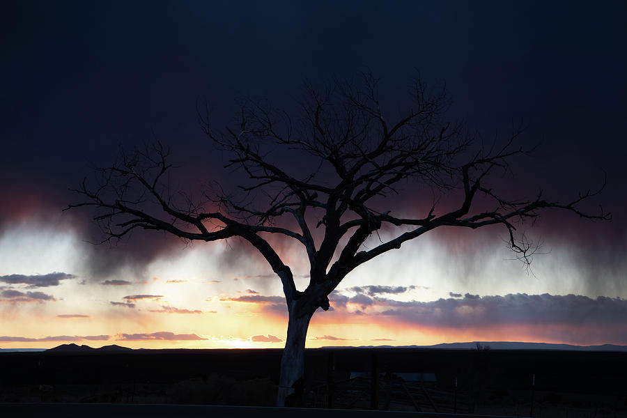 Welcome Tree with a Stormy Sunset  Photograph by Elijah Rael