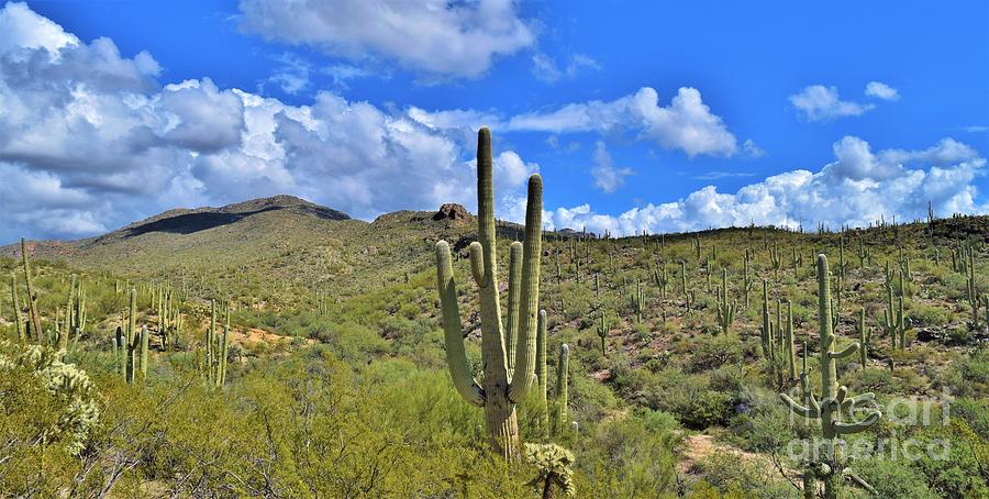 Welcoming Saguaro Splendor Photograph by Janet Marie
