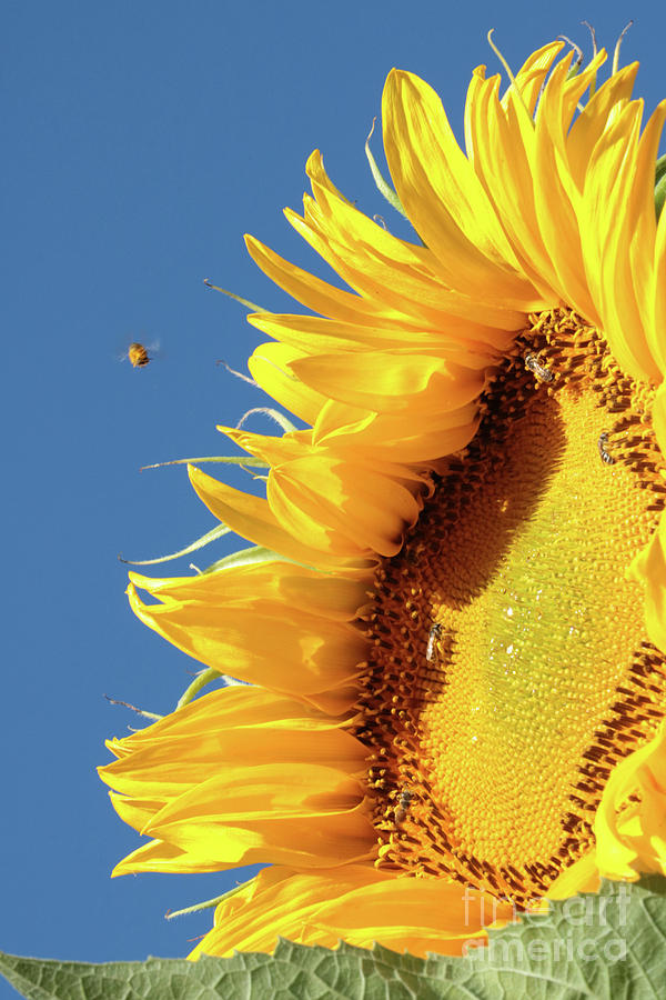 Welcoming Sunflower Photograph by Carol Groenen