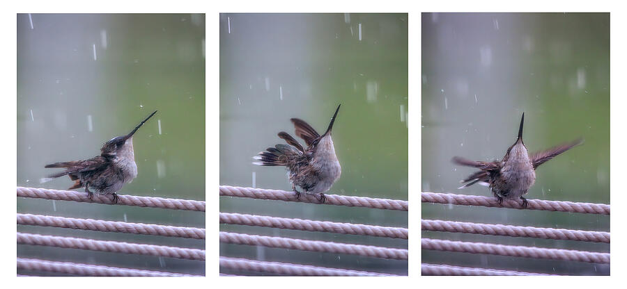 Welcoming The Rain - Triptych Photograph by Daniel Beard