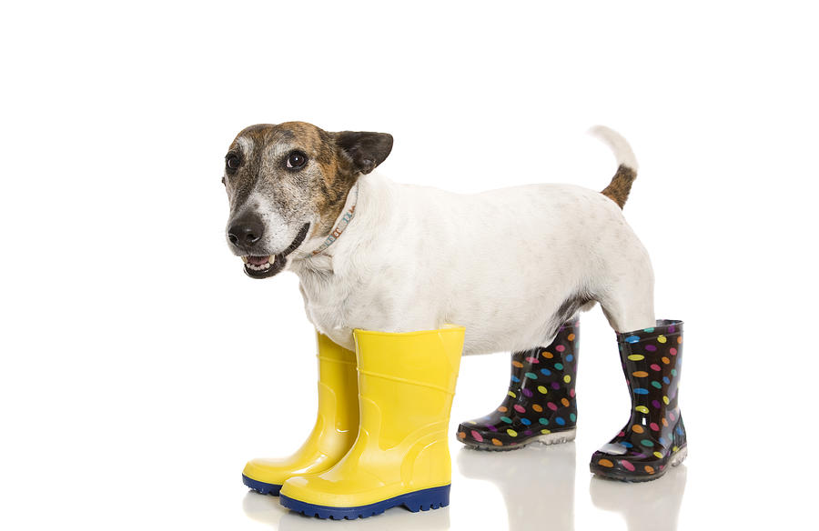 Wellington Boot Dog Photograph by Yellowsarah
