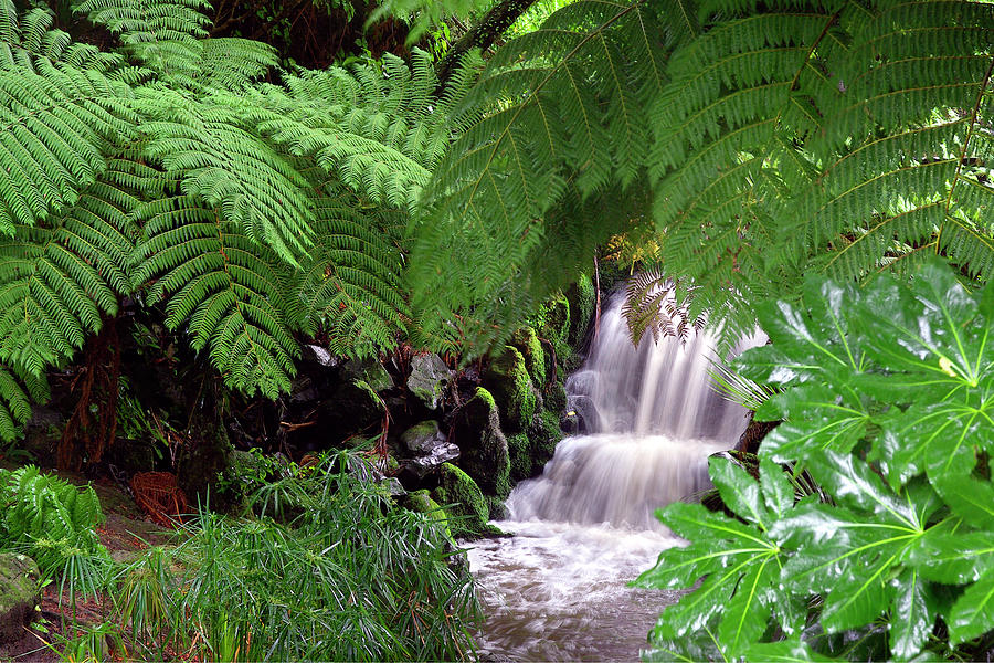 Waterfalls Through Lush Tropical Garden - Wellington, New Zealand ...