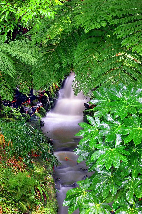 Wellington Waterfalls - New Zealand Photograph by Kenneth Lane Smith