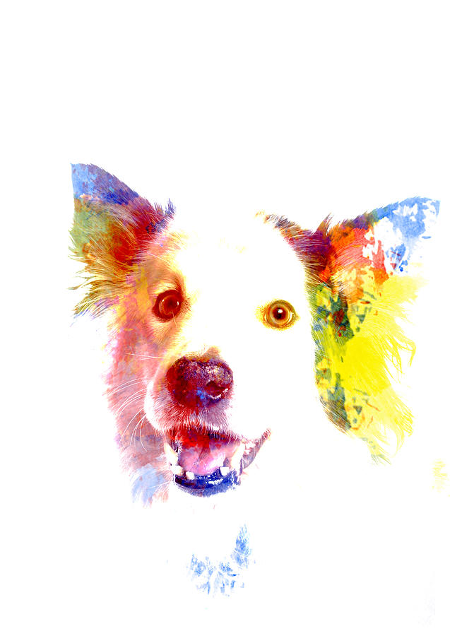 Dog Digital Art - Welsh Border Collie Pop Art by Darren Wilkes