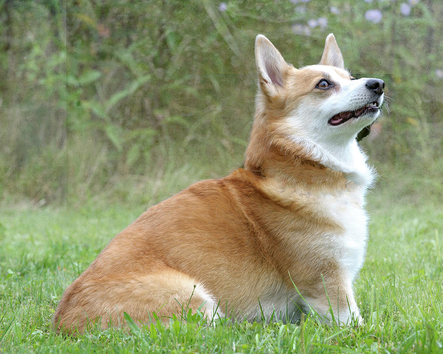 Welsh Corgi Dog Photograph by Lee Feldstein | Pixels